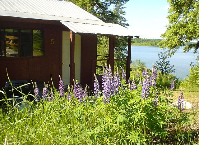 June and July are the wildflower months at our cabins